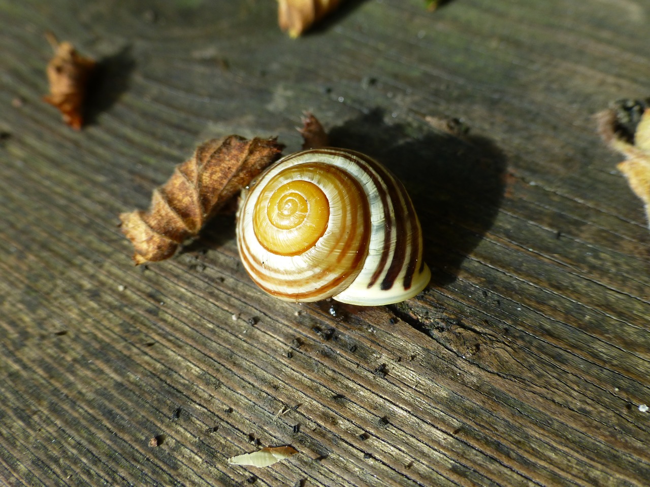 Image - shell colorful wood nature spiral