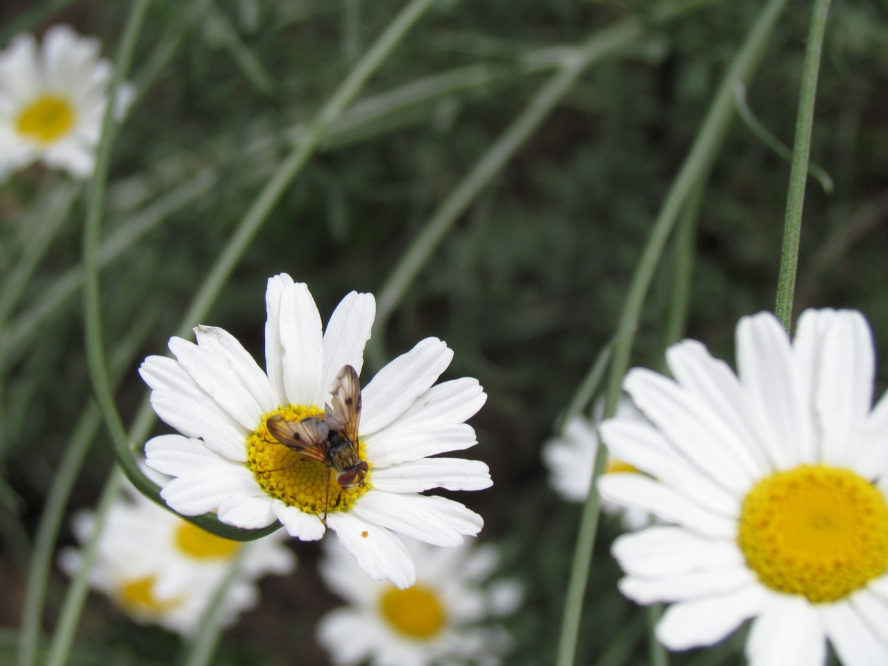 Image - margaret bee nature