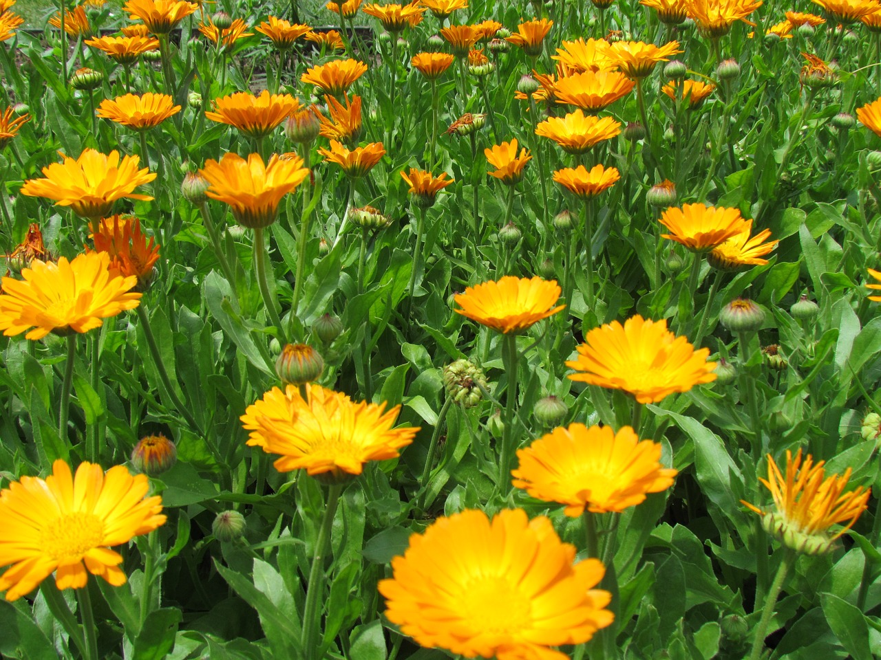 Image - field flowery yellow