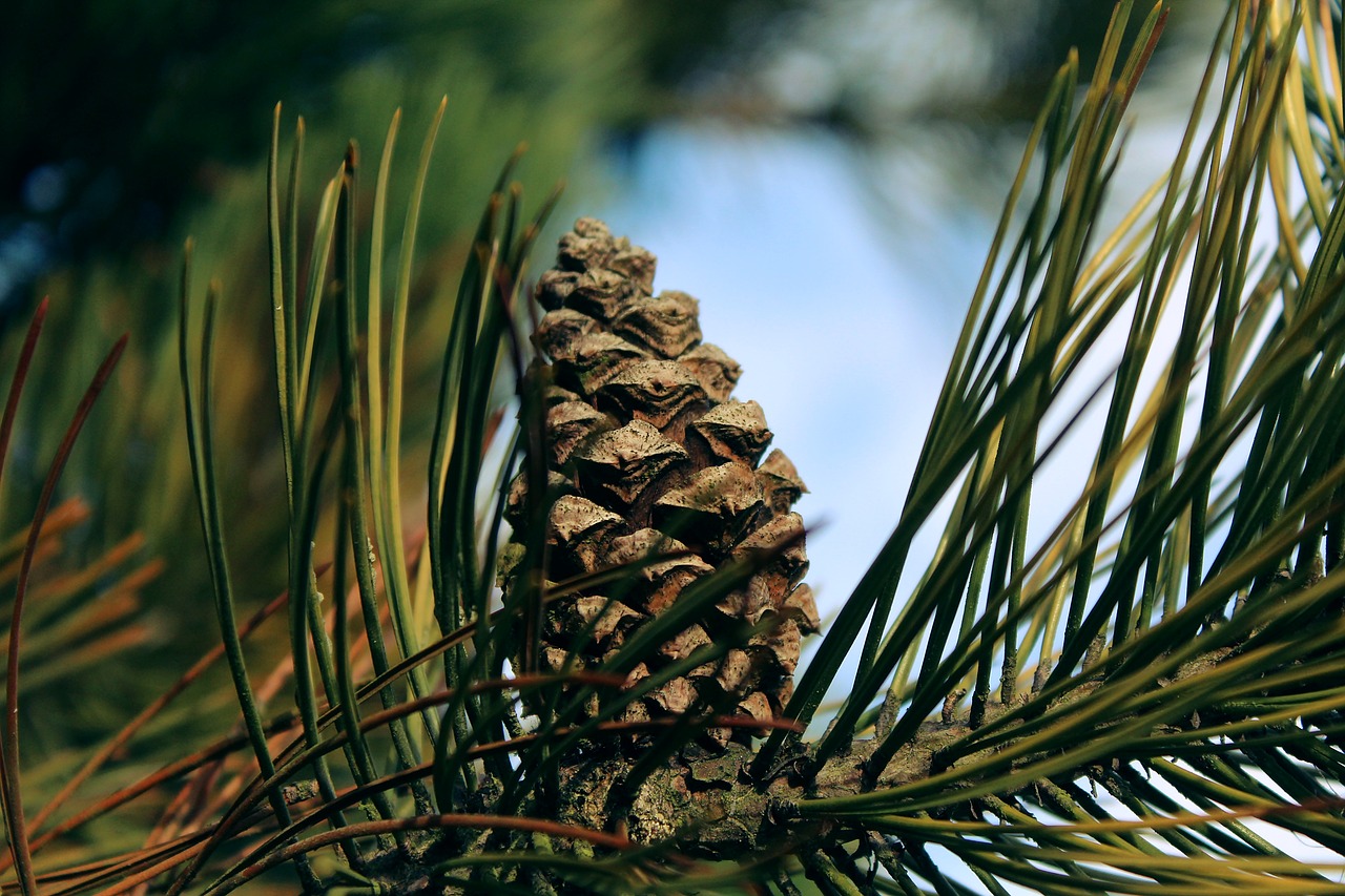 Image - conifer tap tree nature branch