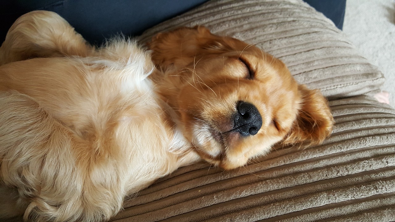 Image - puppy sleeping cute