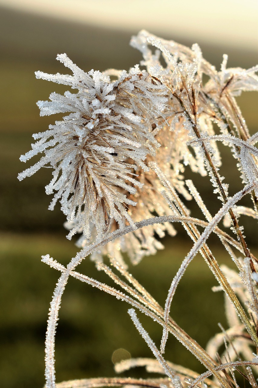 Image - leaf grass frost autumn hoarfrost
