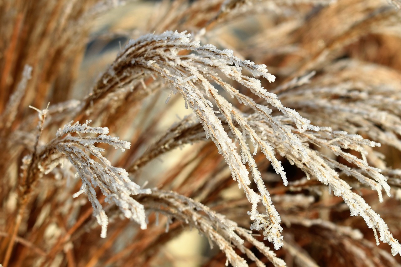 Image - leaf grass frost autumn hoarfrost