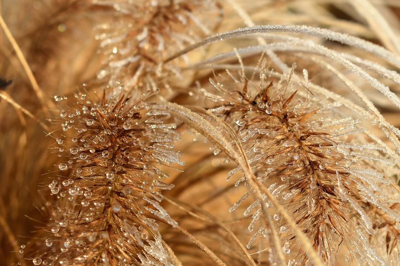 Image - leaf grass frost autumn hoarfrost