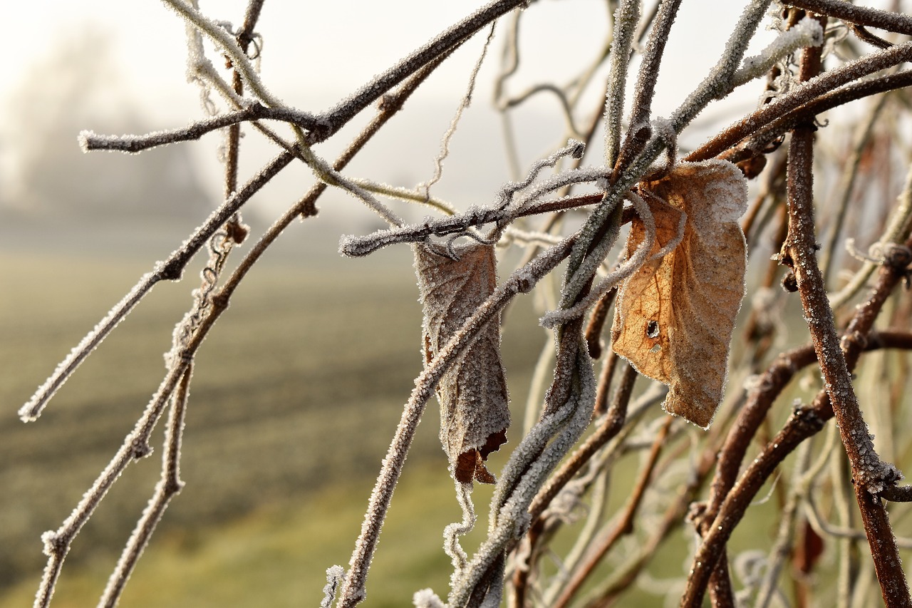 Image - leaf grass frost autumn hoarfrost