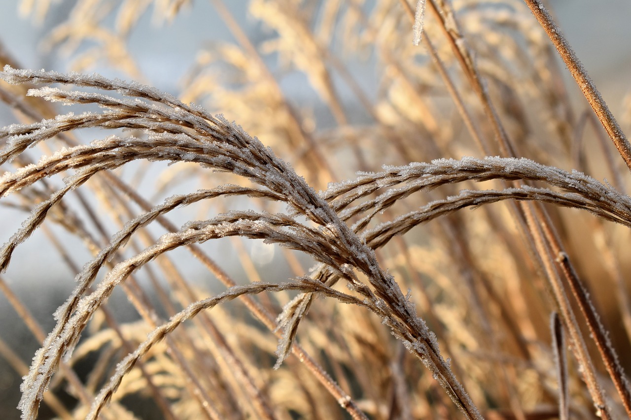 Image - leaf grass frost autumn hoarfrost