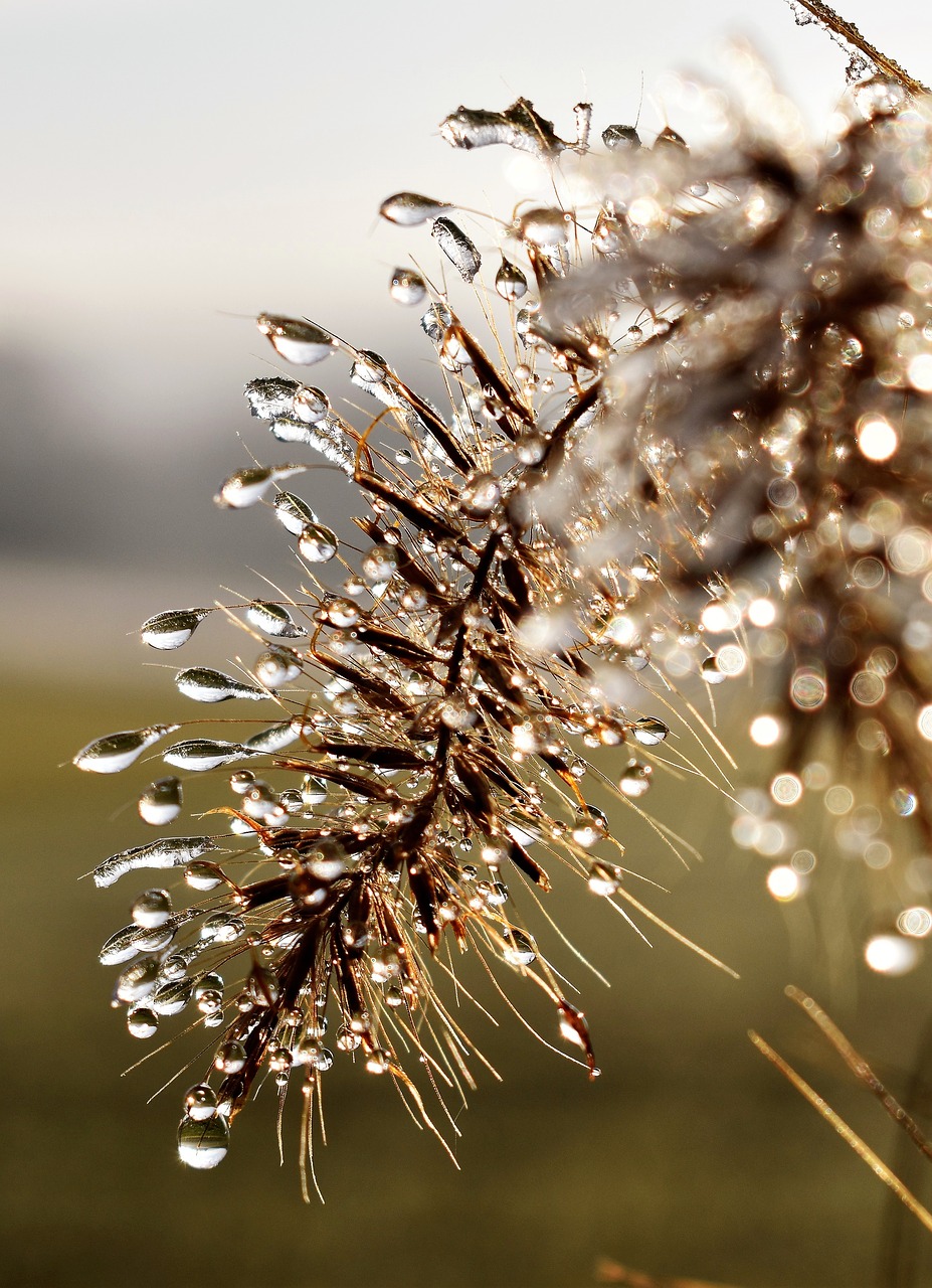 Image - drip dew dewdrop leaf grass