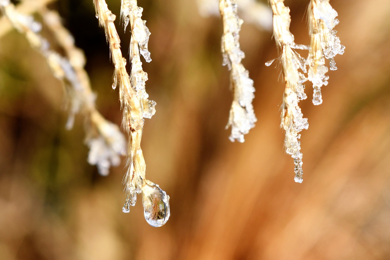 Image - drip dew dewdrop leaf grass