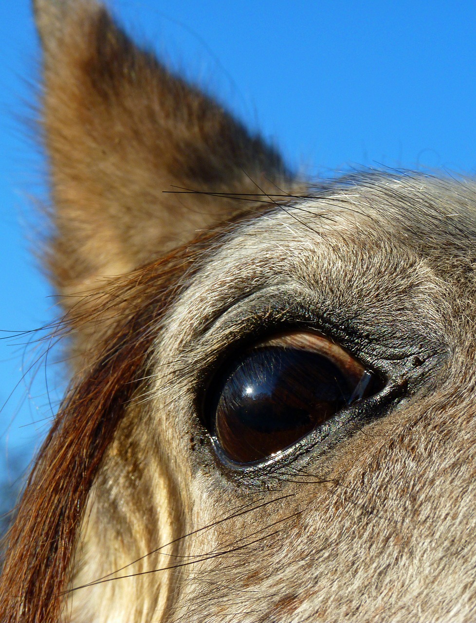 Image - horse pure arab blood head look