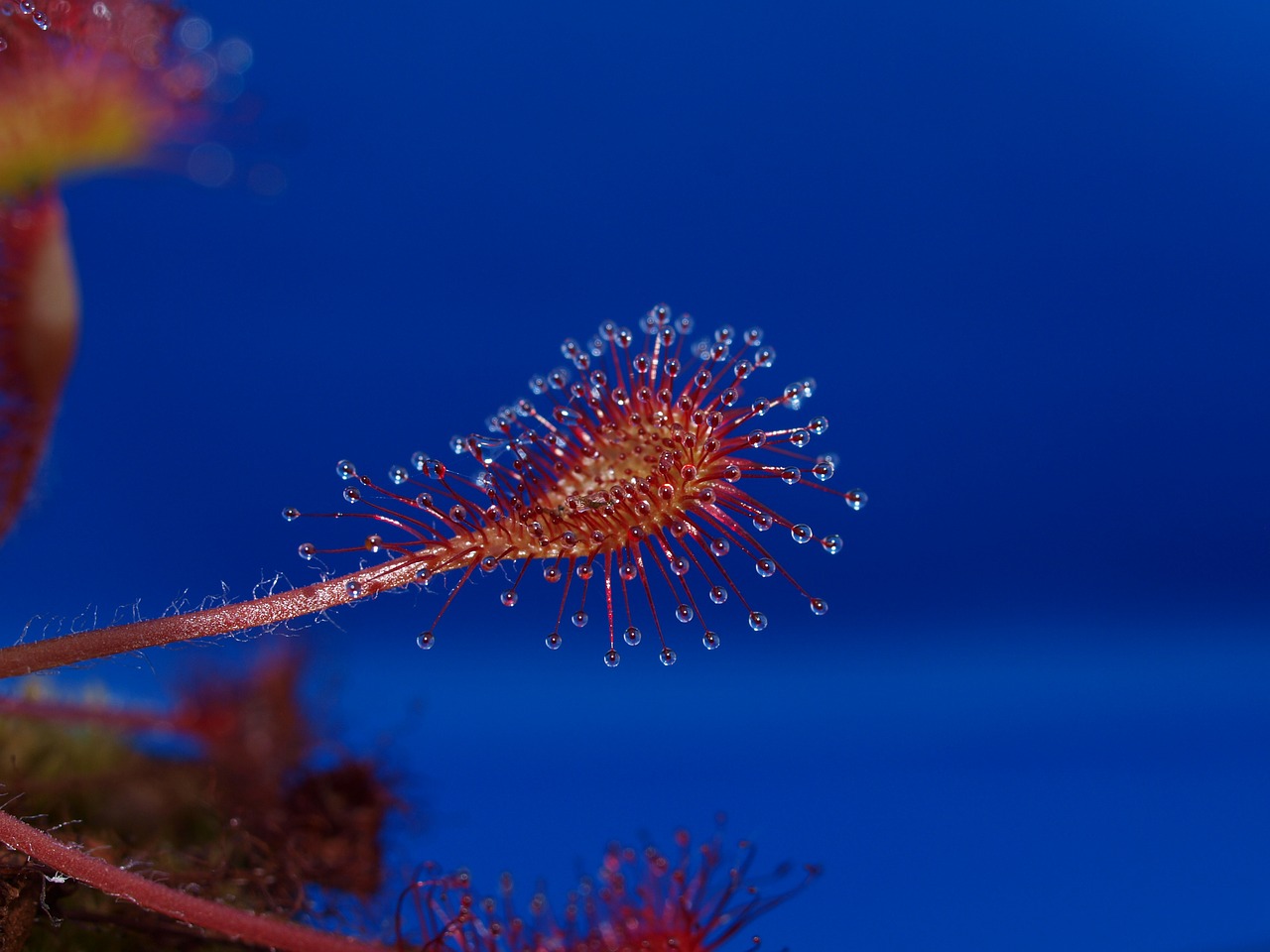 Image - drosera intermedia x rotundifolia