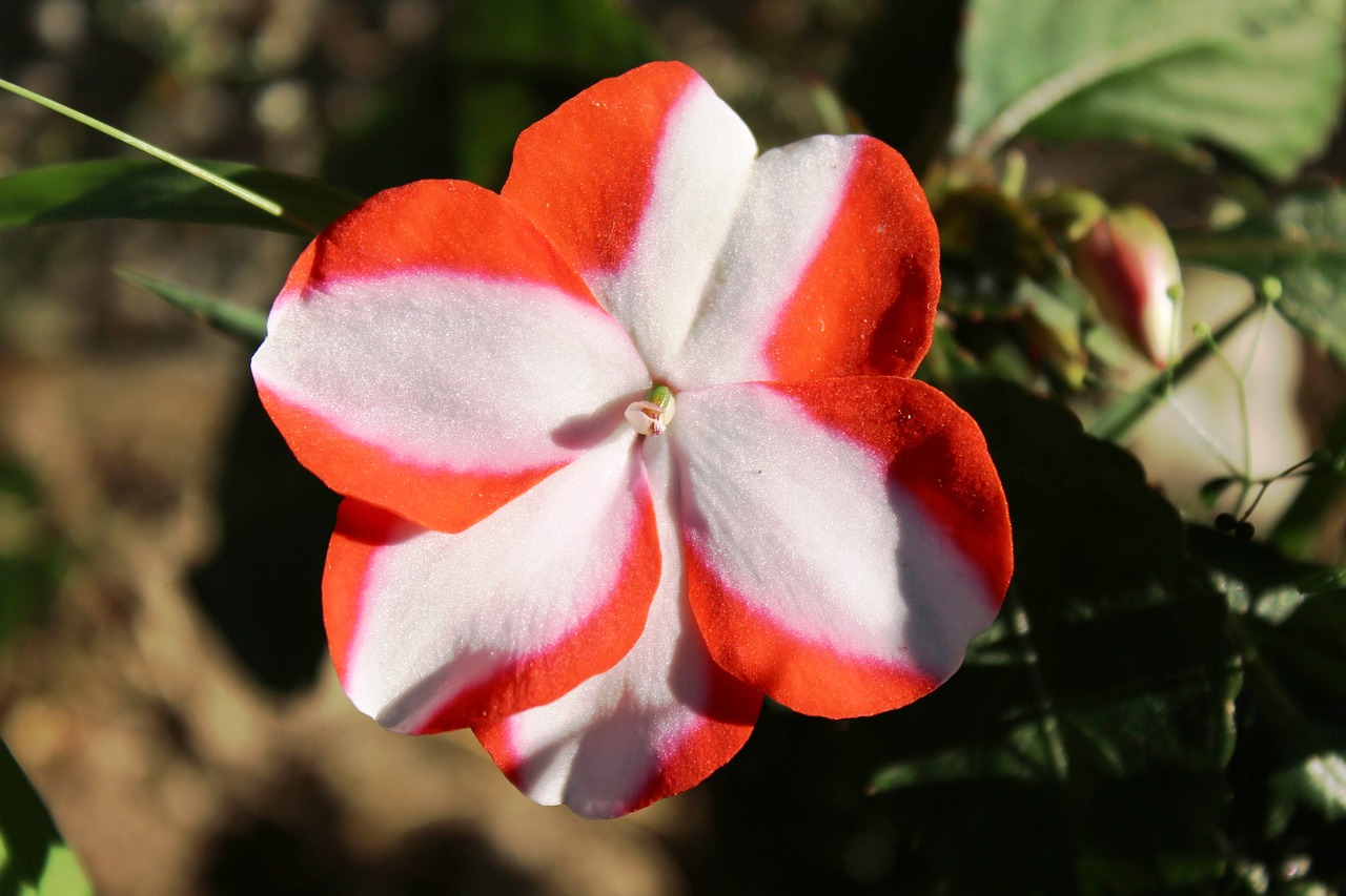 Image - impatiens flower plant garden