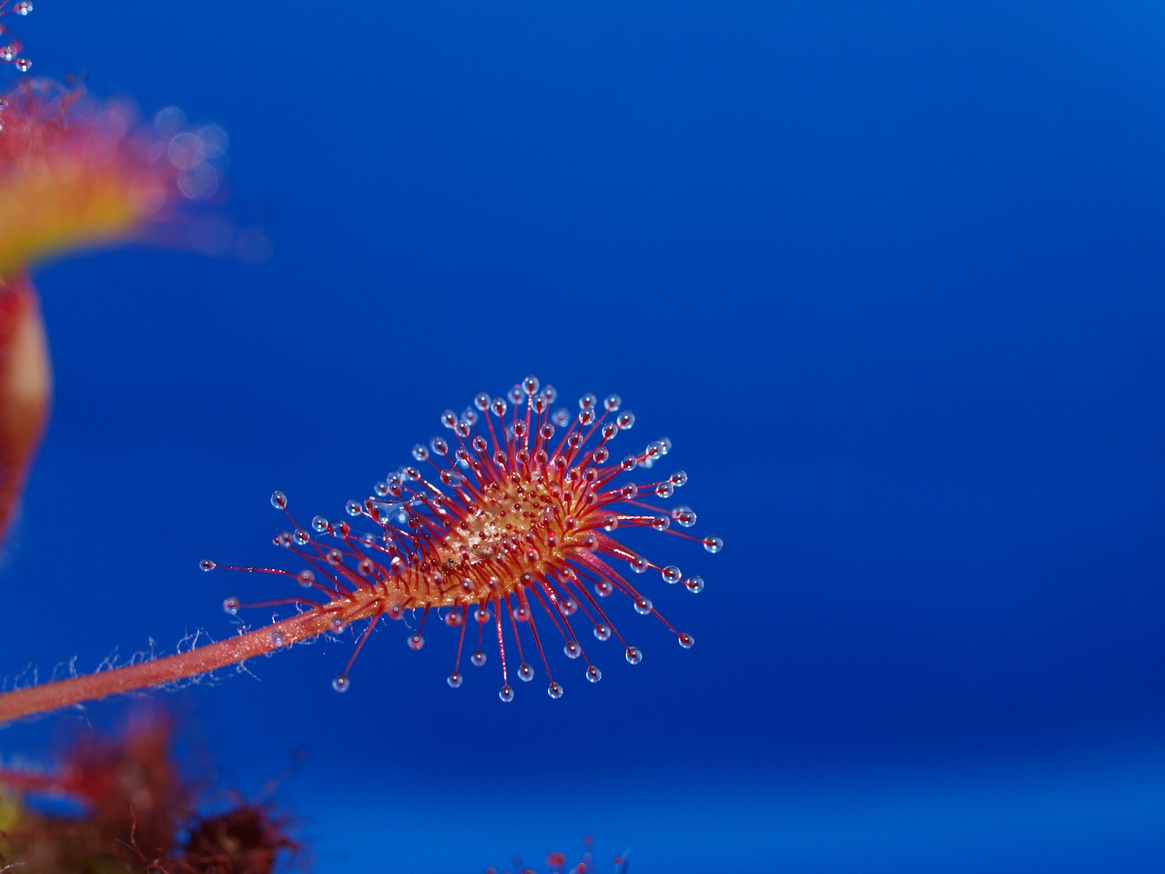 Image - drosera intermedia x rotundifolia