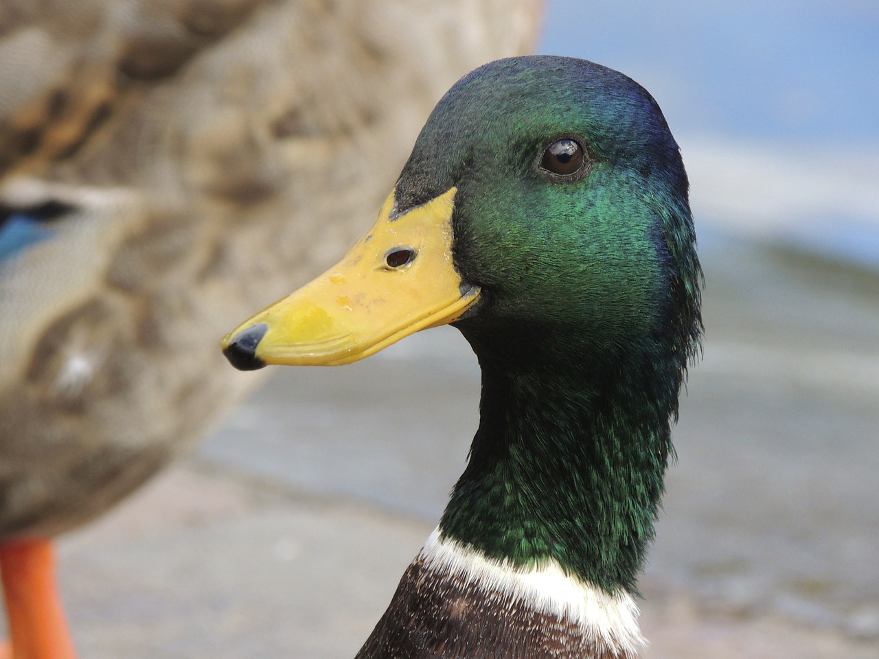 Image - duck bill portrait macro head