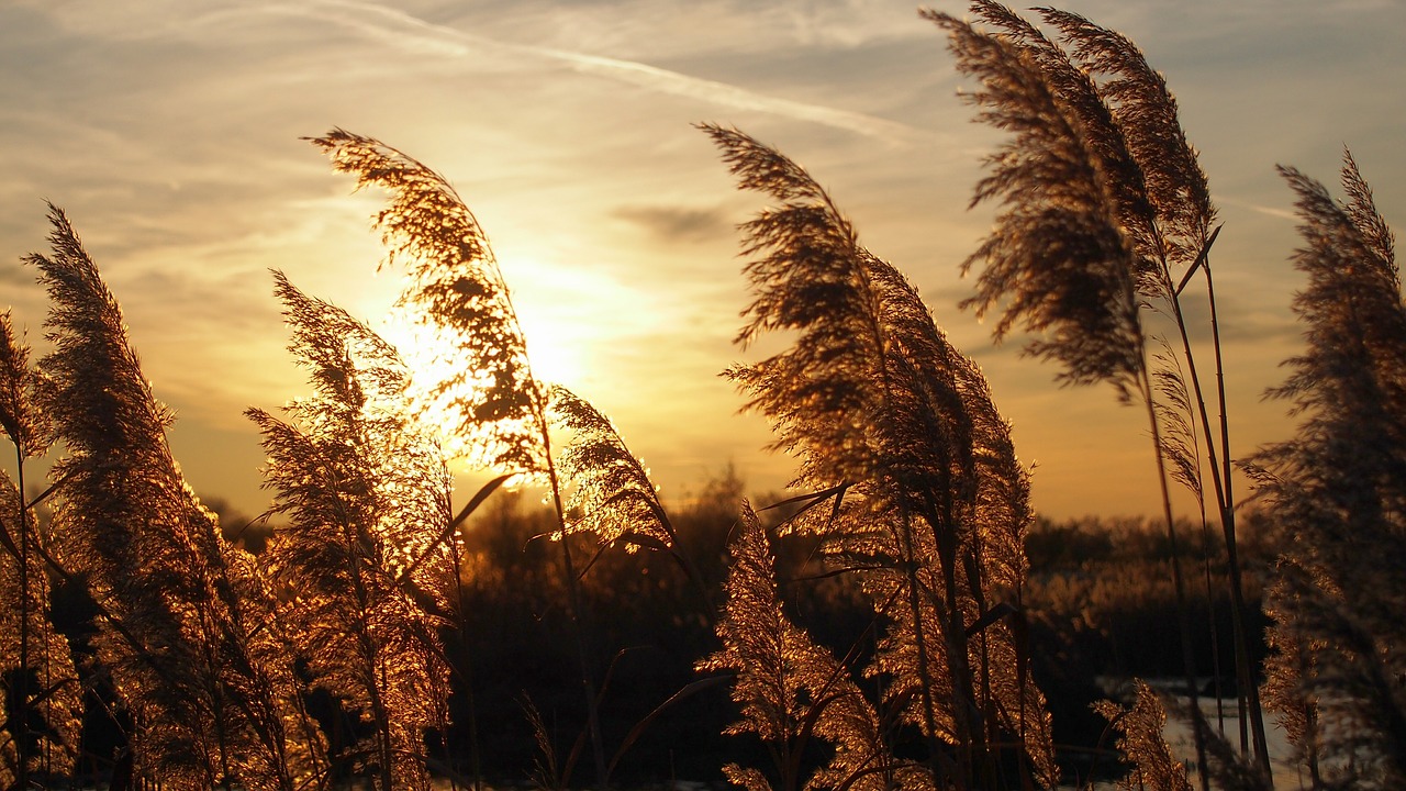 Image - sunset reeds light landscape