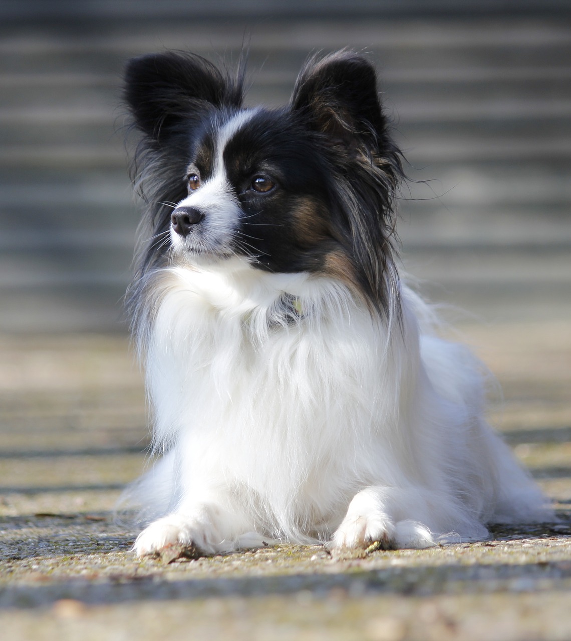 Image - papillon lying dog dog breed