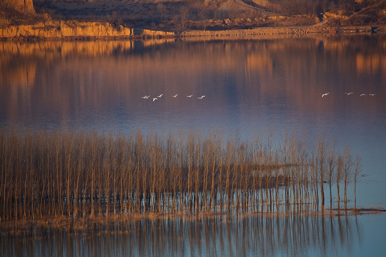 Image - swan twilight yellow river swans