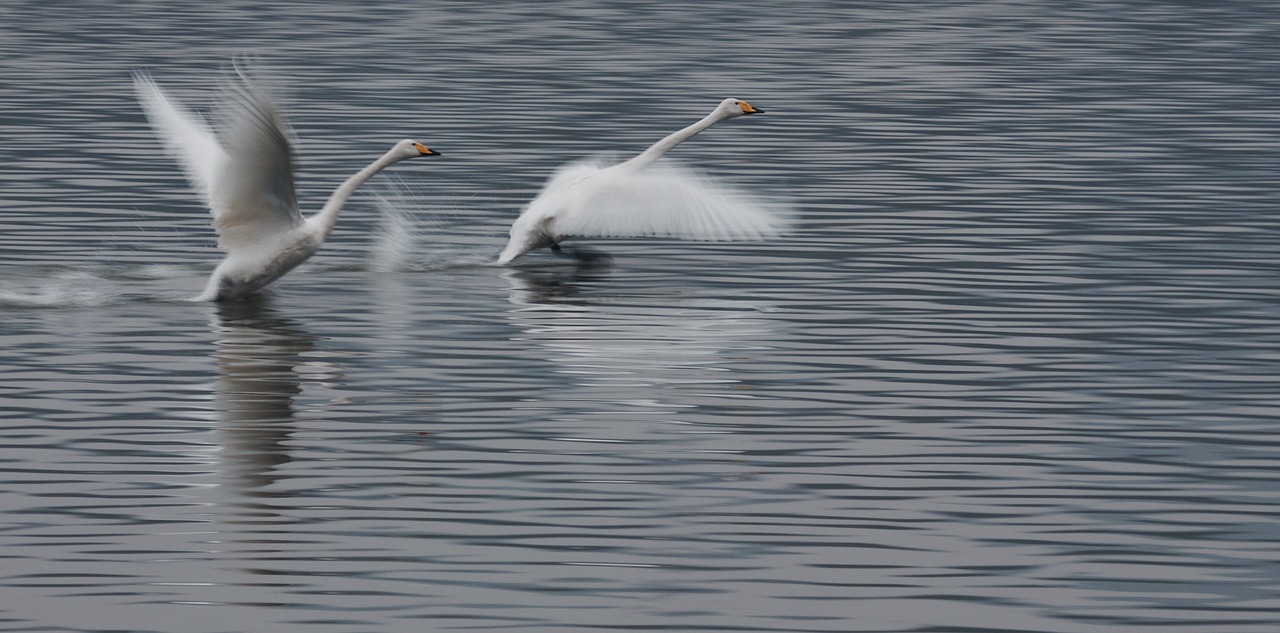 Image - swan take off competition wings