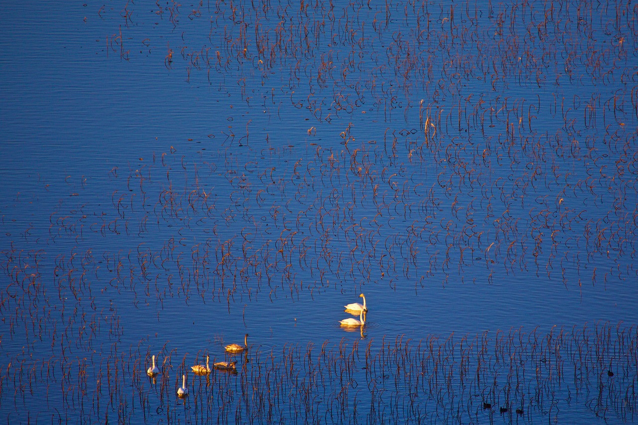 Image - swan twilight home lake