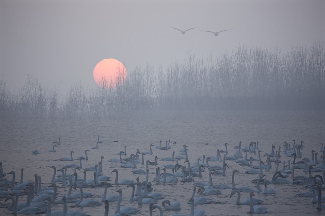 Image - swan sunrise riverside birds