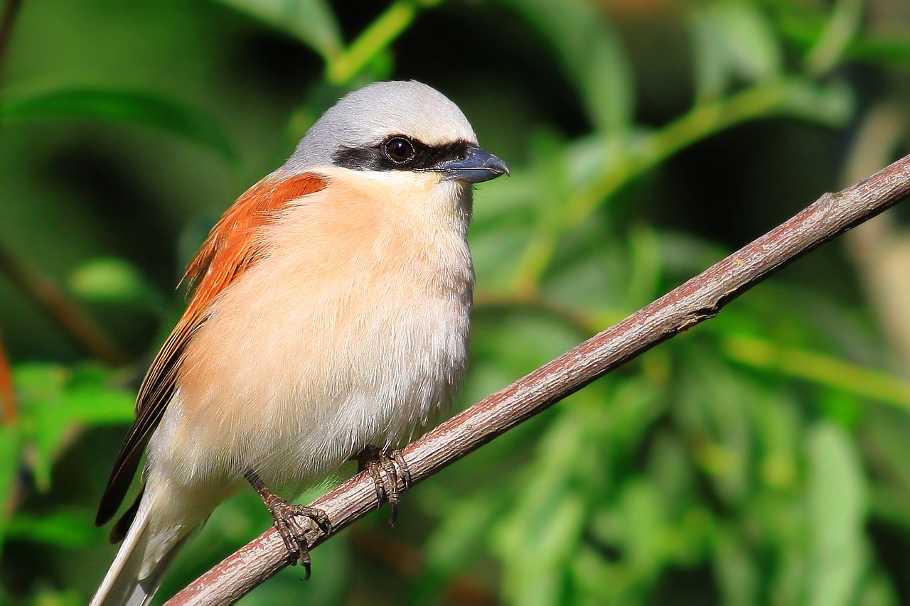 Image - lanius collurio red backed shrike