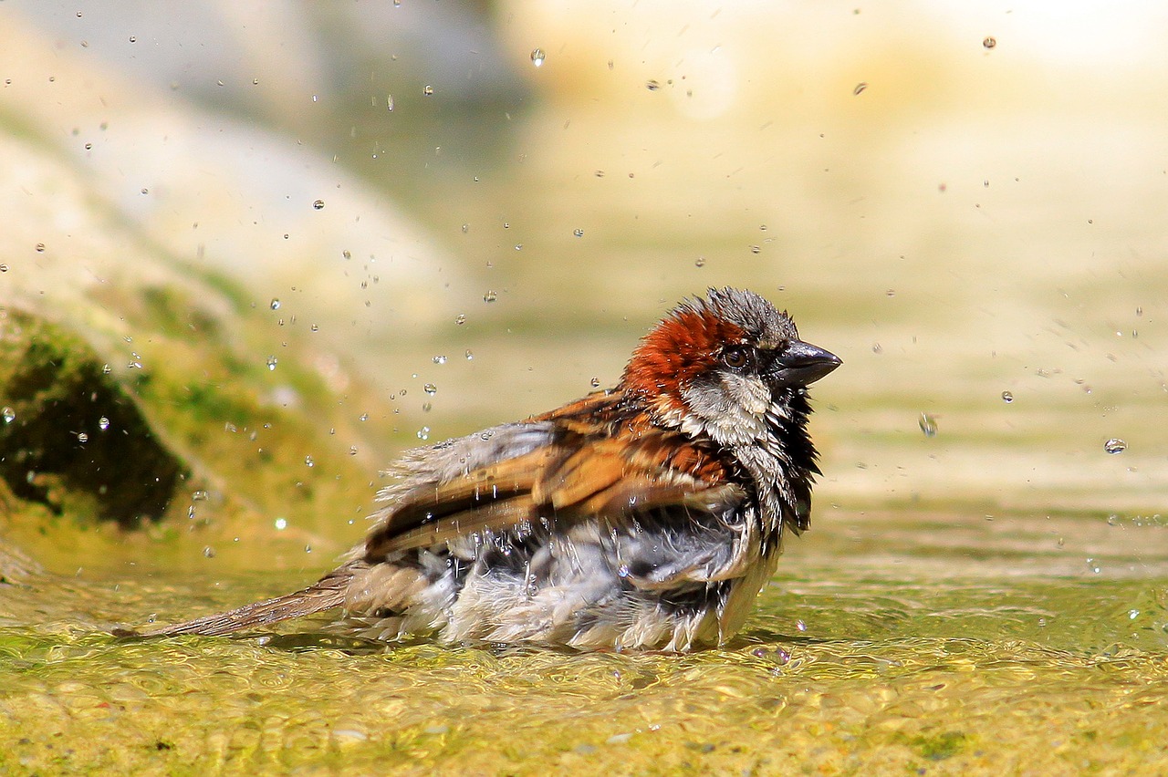 Image - sparrow bird bathroom shower