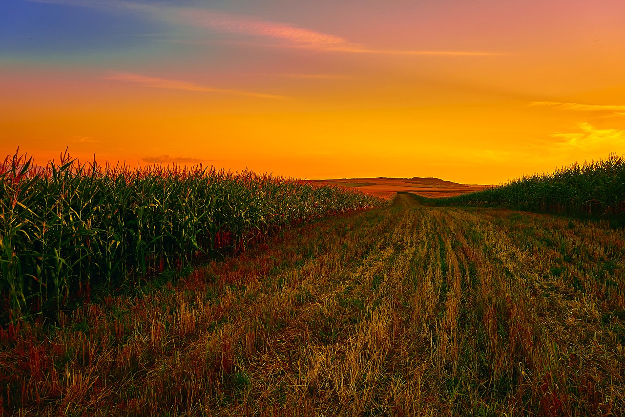 Image - corn field cornfield agriculture