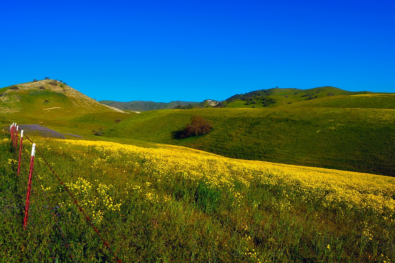 Image - california landscape scenic flowers