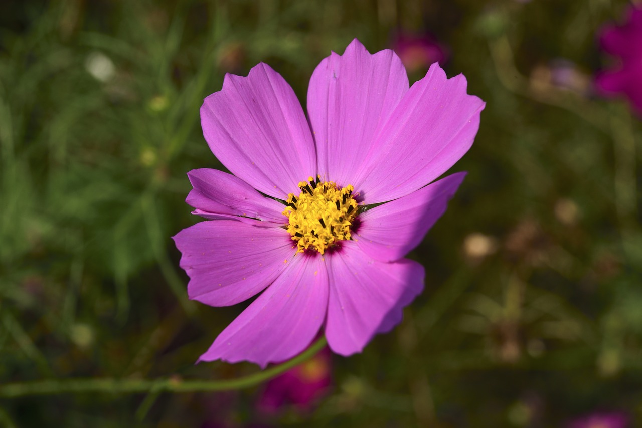 Image - cosmos factory flowers affix macro