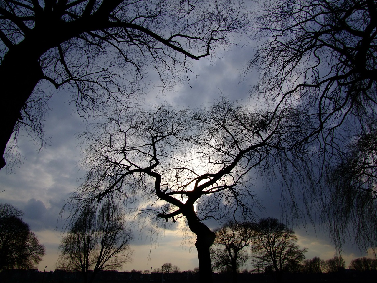 Image - trees dramatic sky back light