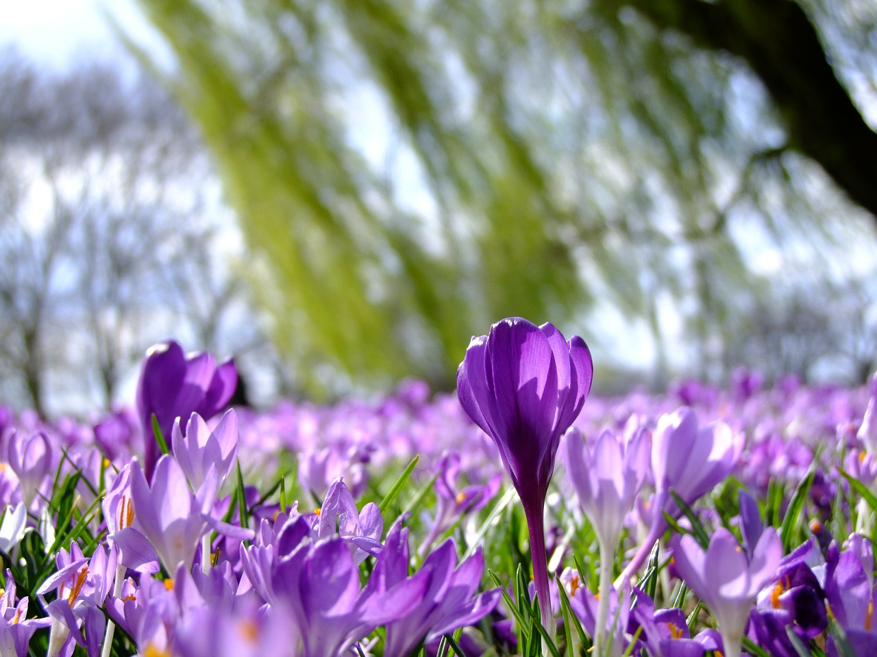 Image - flowers crocus spring park