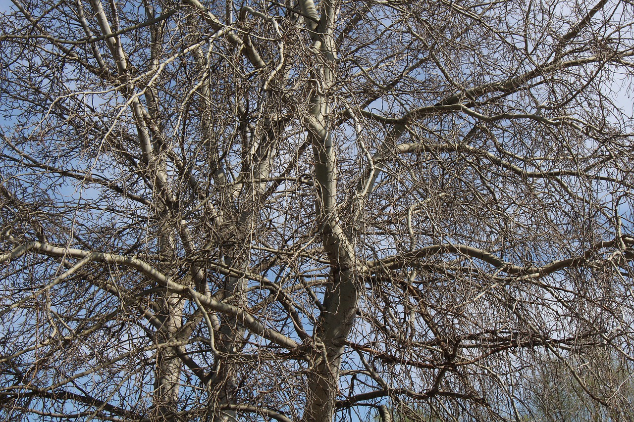 Image - upper branches nature branches