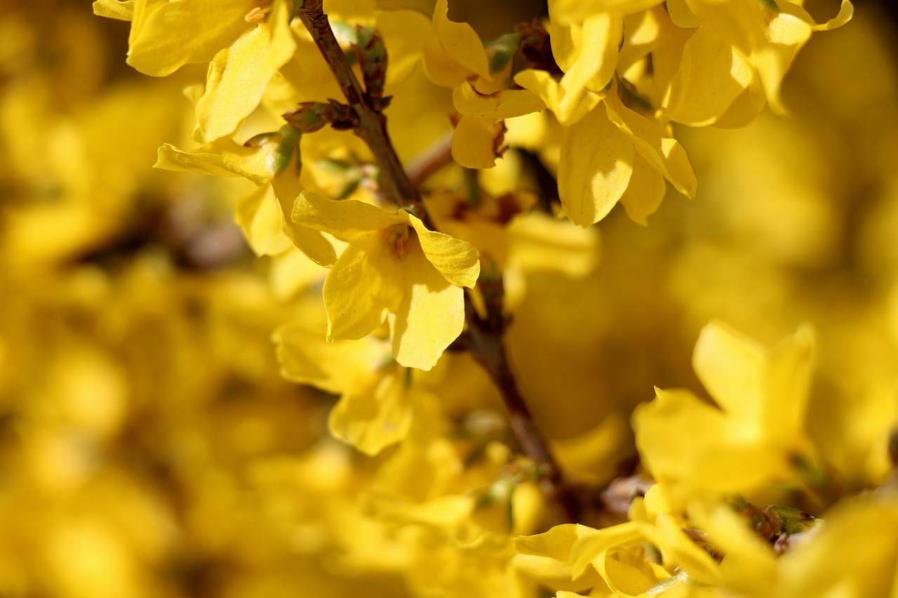 Image - laburnum flower nature plant bush