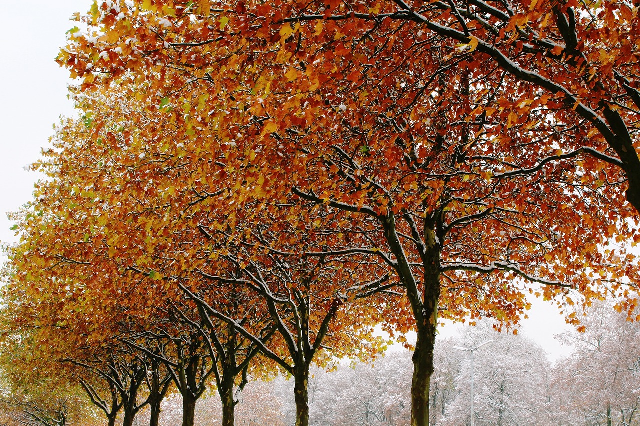 Image - trees autumn winter snow