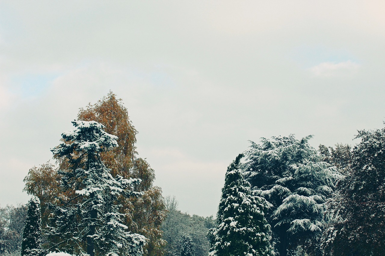 Image - trees autumn winter snow nature