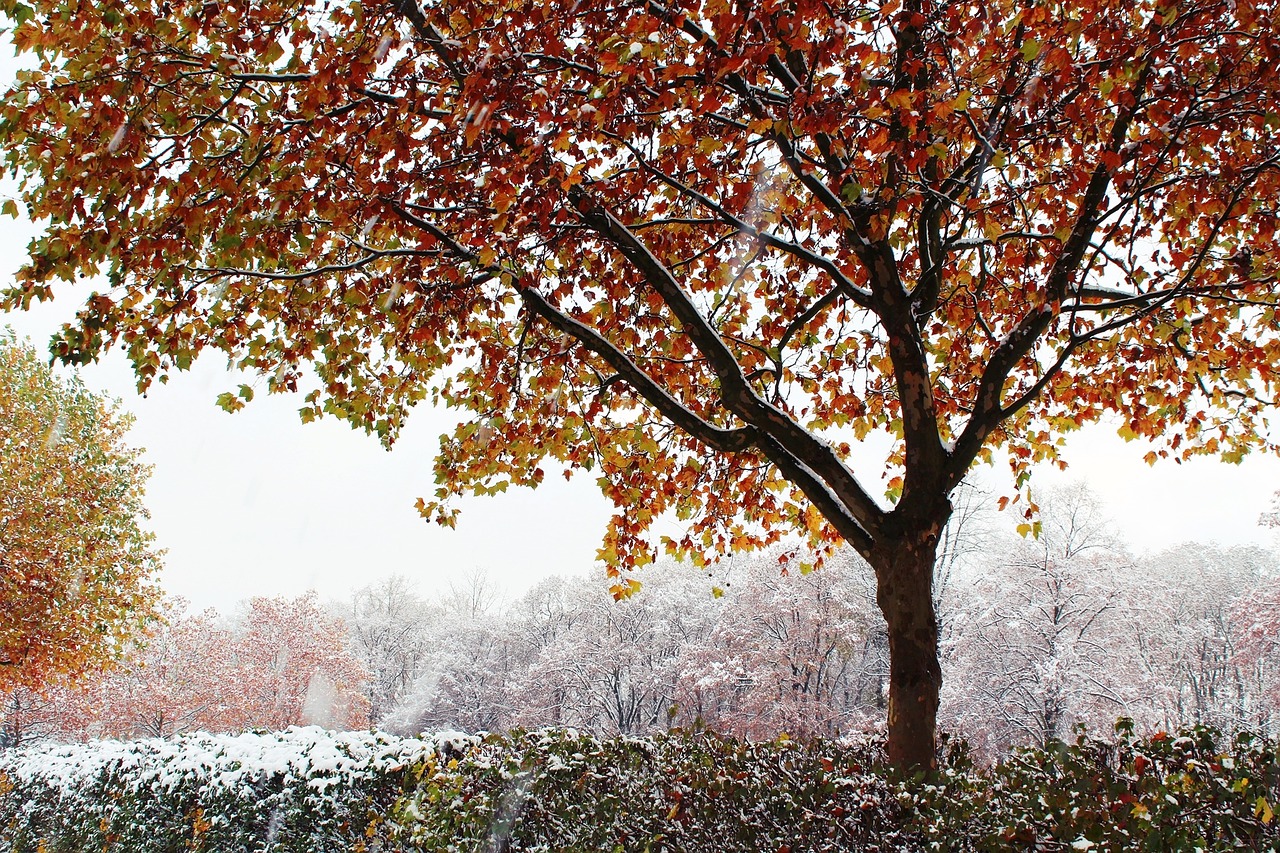 Image - tree autumn winter snow