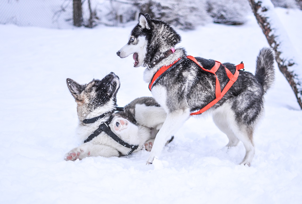 Image - winter snow dogs pet animal cute