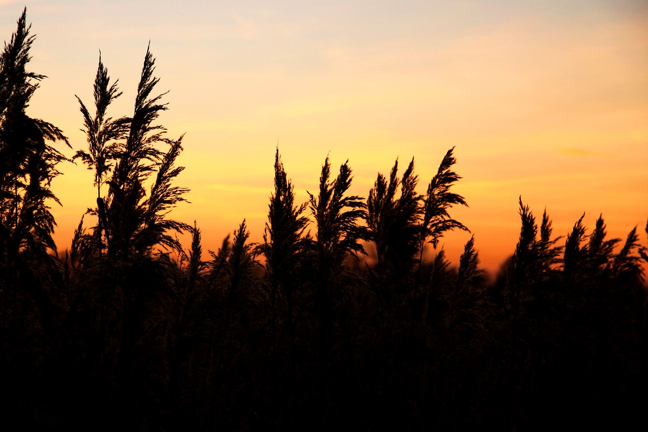 Image - afterglow sunset reed pond winter