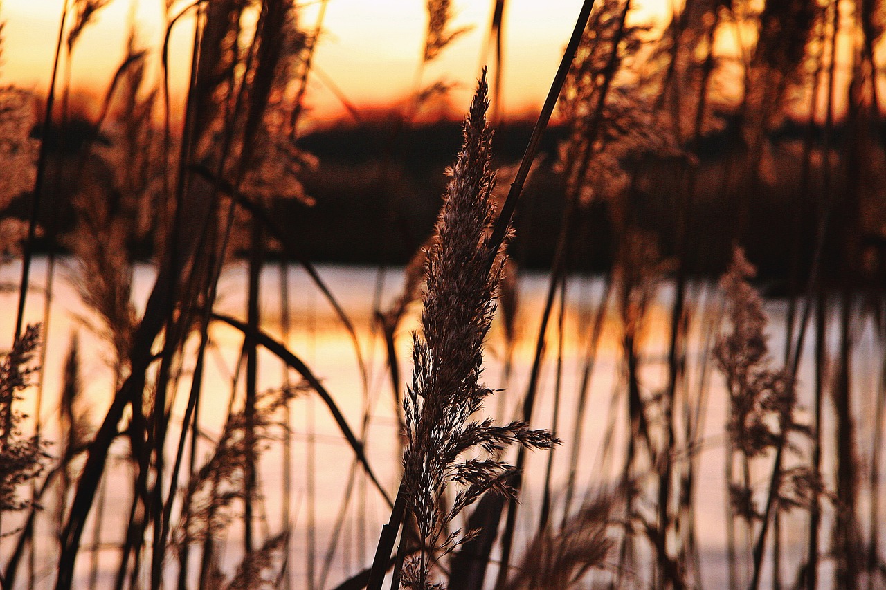 Image - afterglow sunset reed pond winter