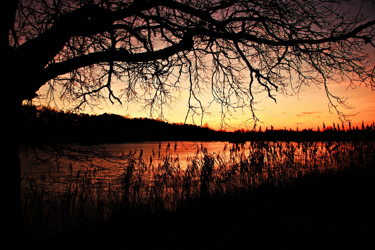 Image - afterglow sunset reed pond winter