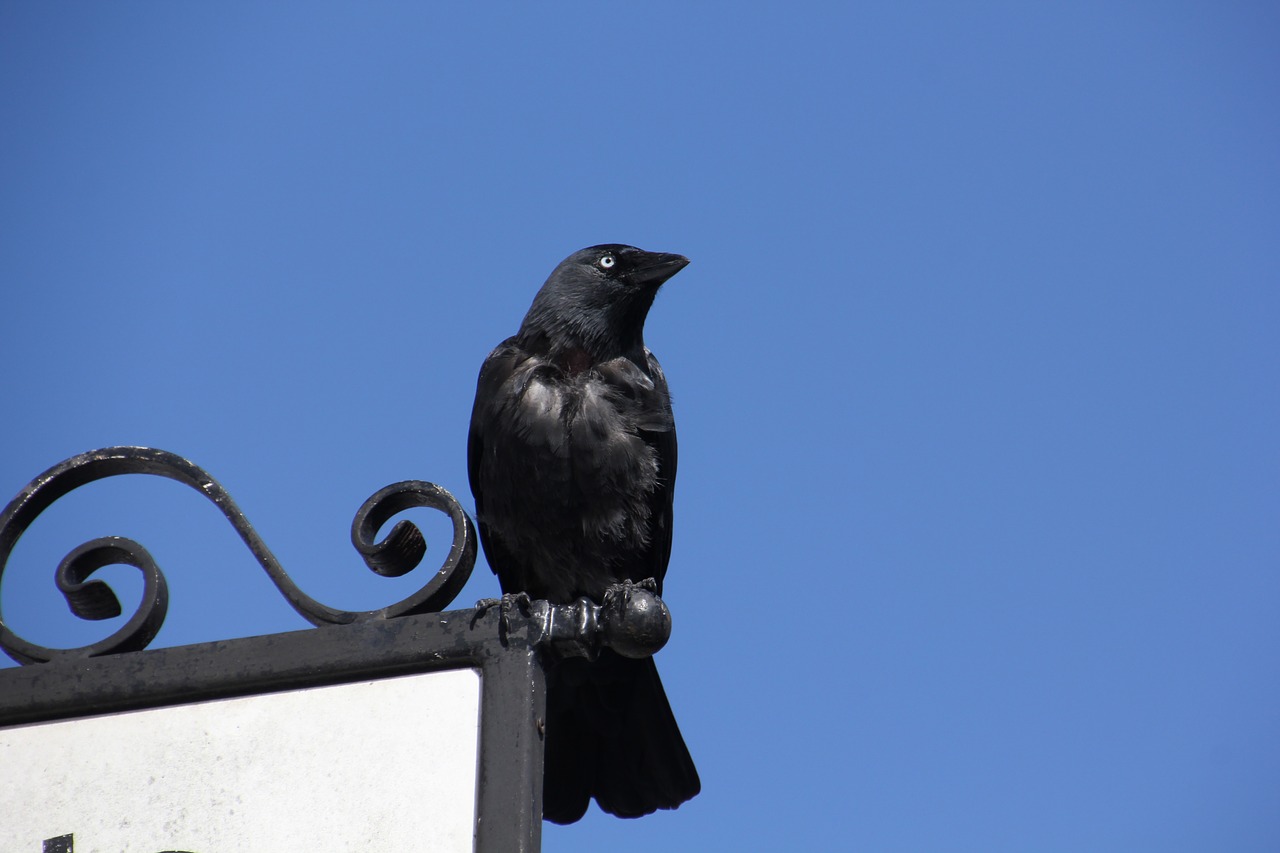 Image - jackdaw black raven ireland sky