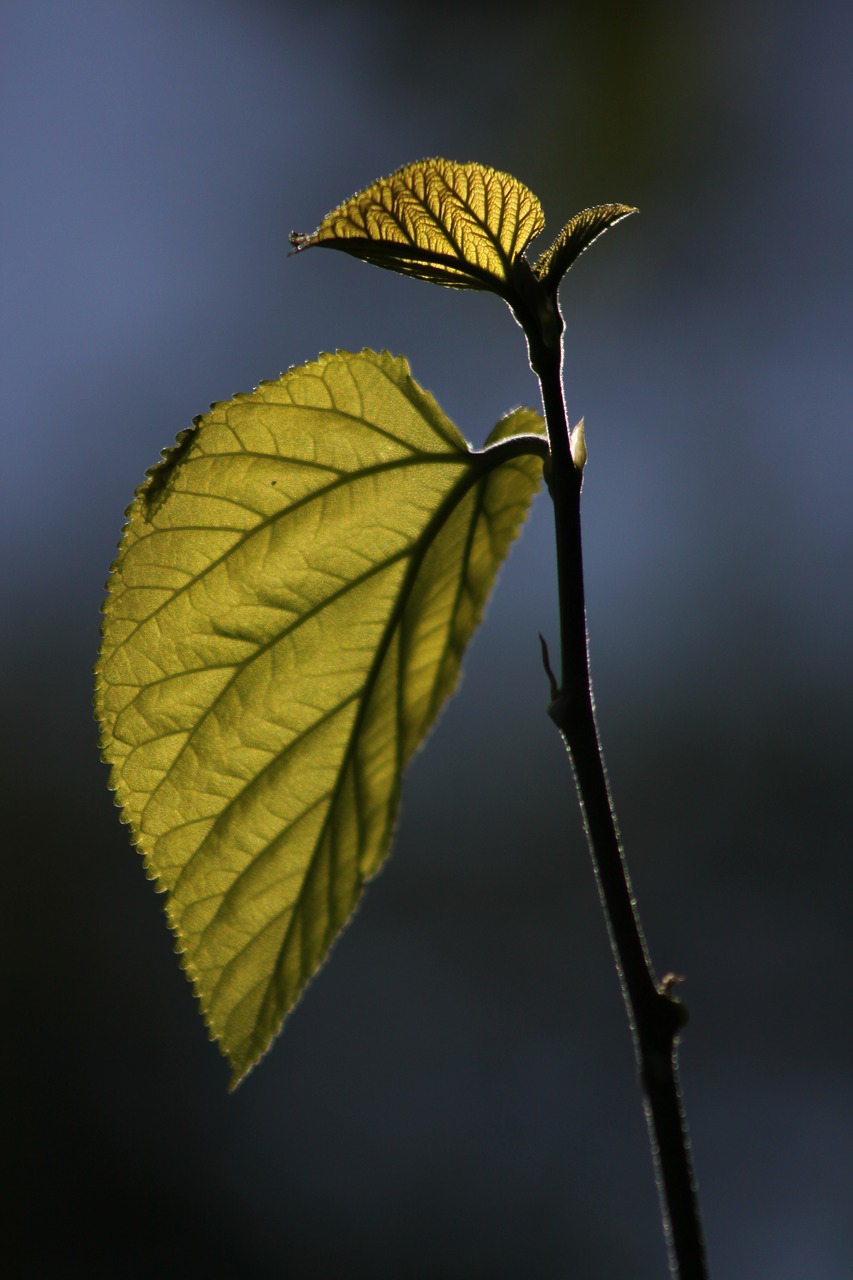 Image - leaves reverse light branch nature