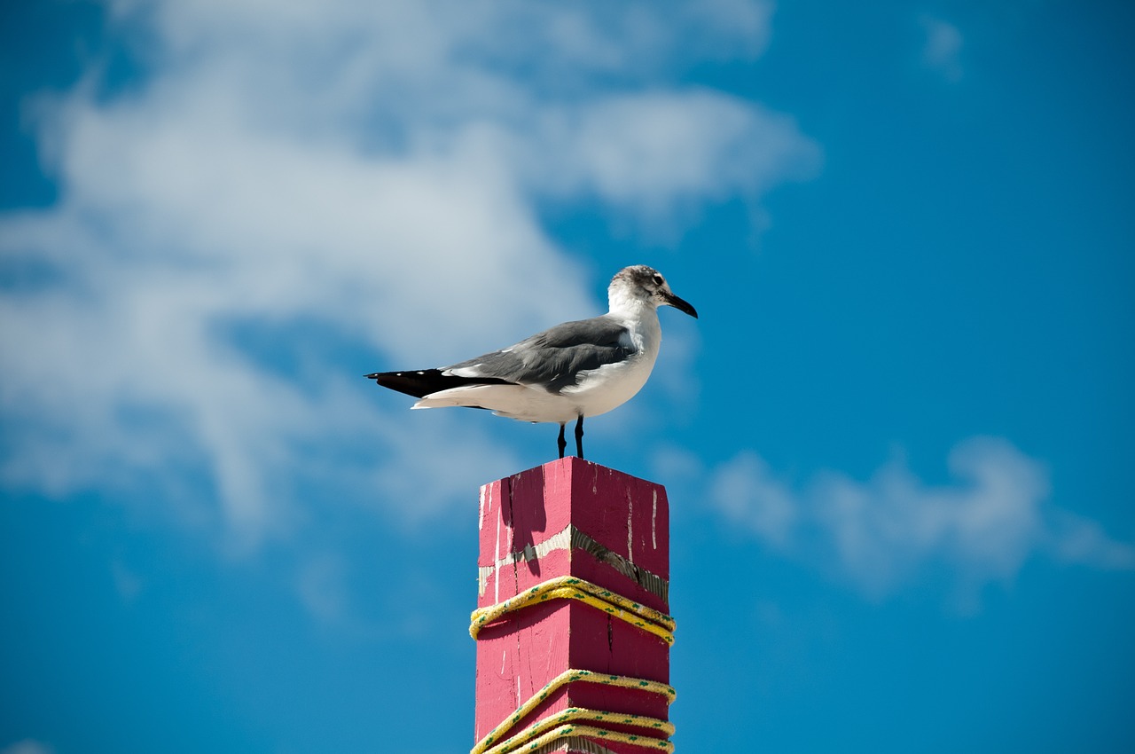 Image - sea gull travel summer island