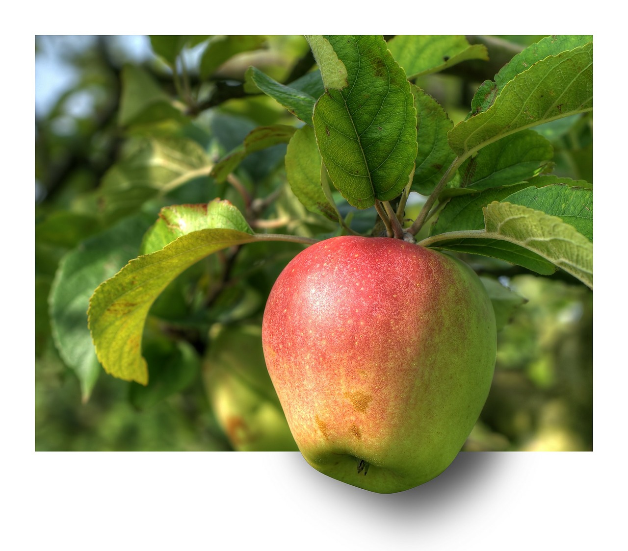 Image - apple fruit apple tree hdr ebv