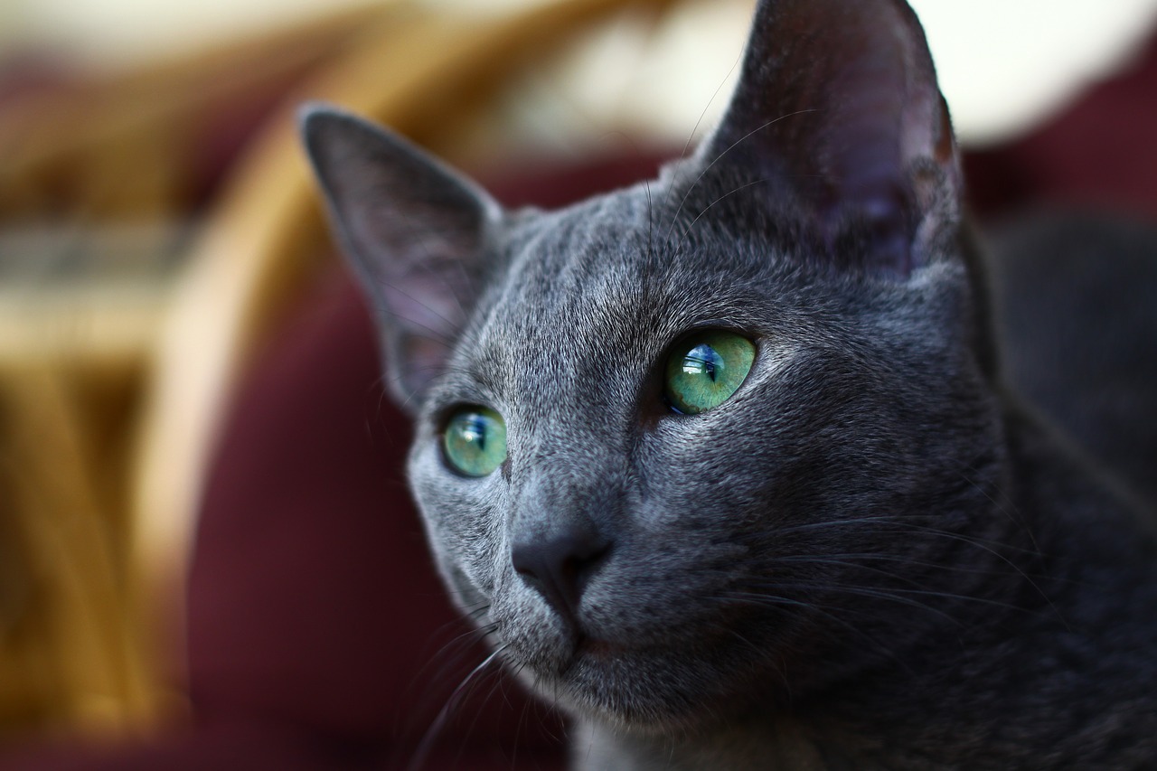 Image - cat russian blue eyes near