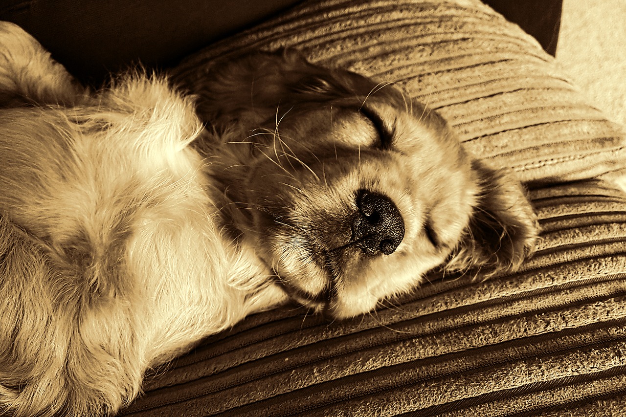 Image - dog pet animal portrait small dog
