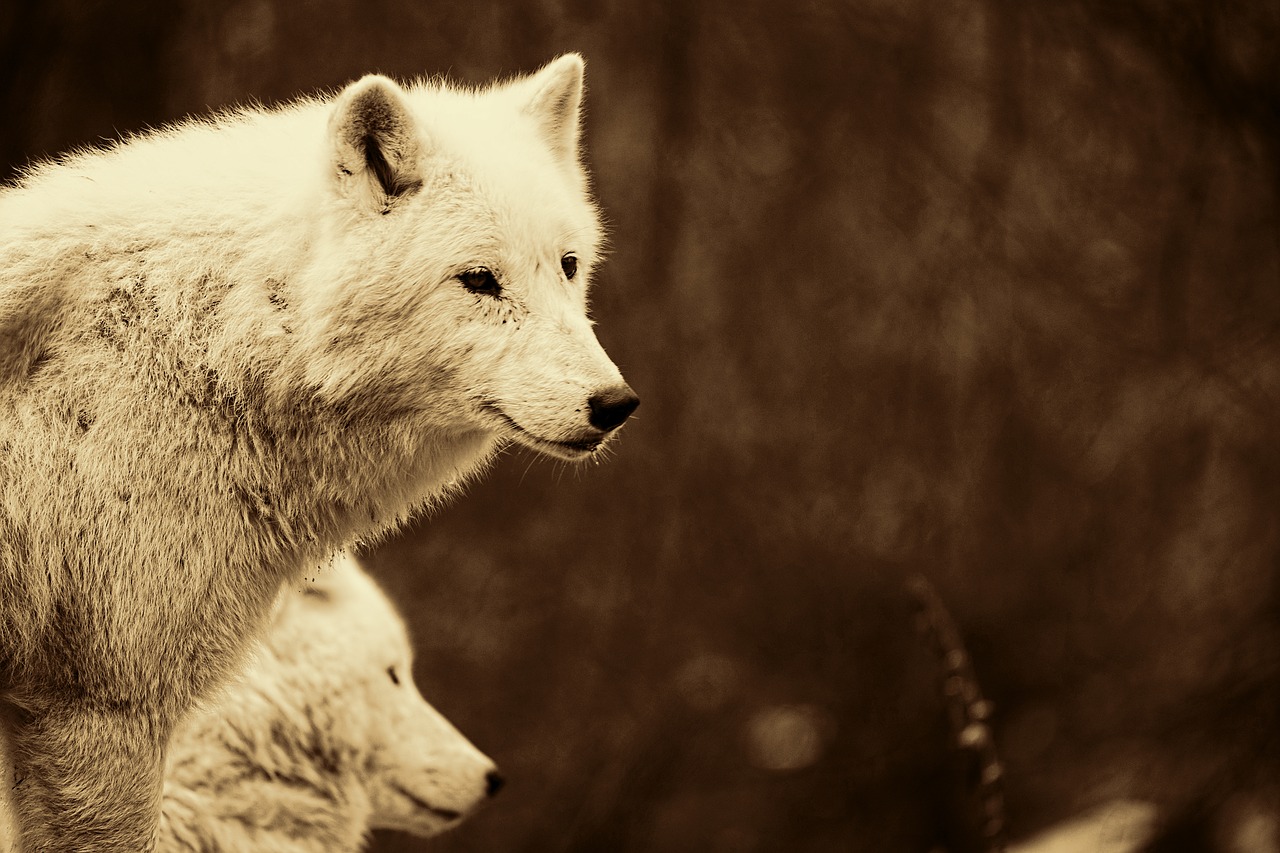 Image - wolves predators mammals