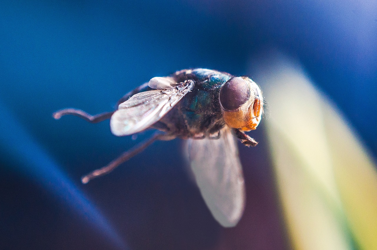 Image - fly mosquito red headed flies