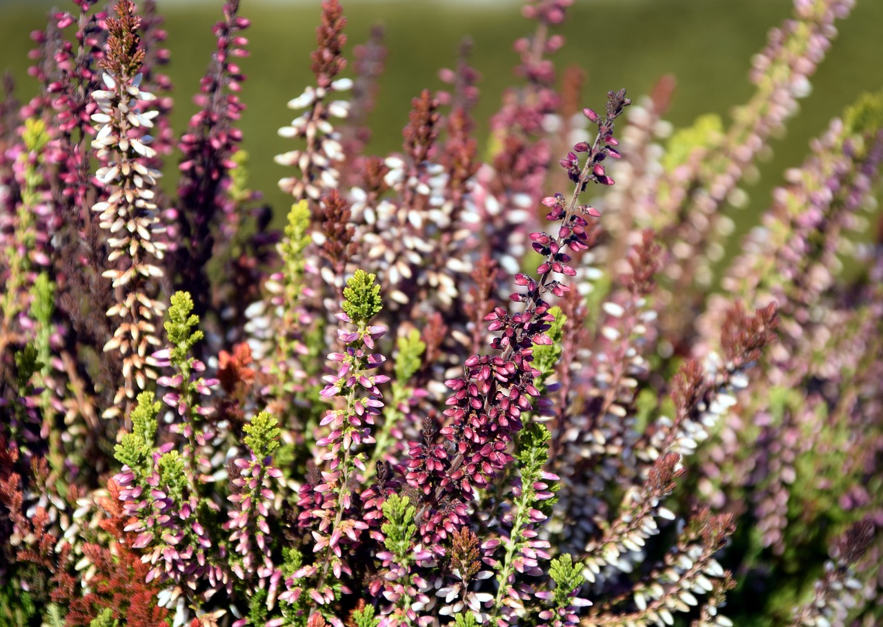 Image - erika close pink heather flower