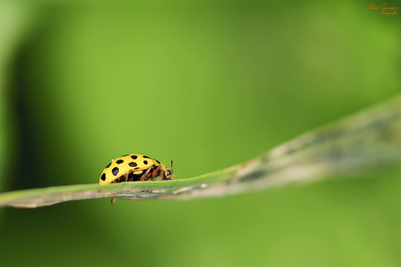 Image - macro ladybug bug yellow nature