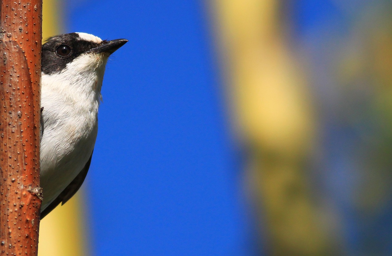 Image - bird collared flycatcher flycatcher